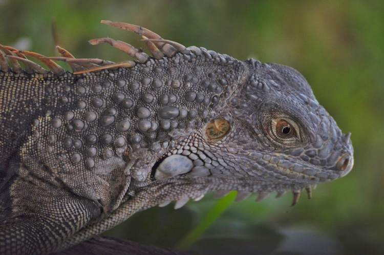 iguana face closeup